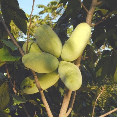 Maria's Joy Paw Paw-Fruit Trees-North Woods-5 1/2" Band Pot-