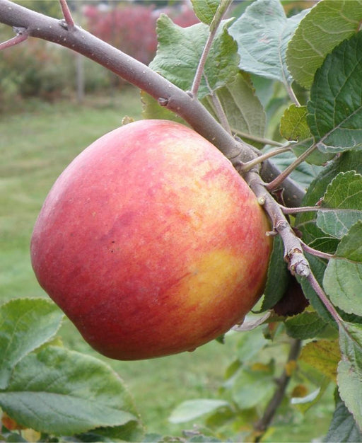 Alkemene Apple - Raintree Nursery