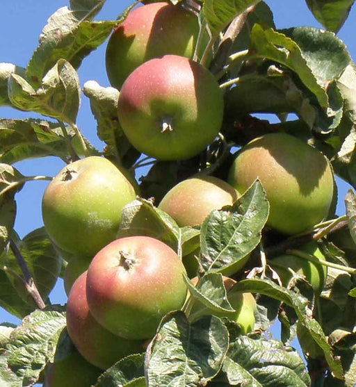 Campfield Cider Apple - Raintree Nursery