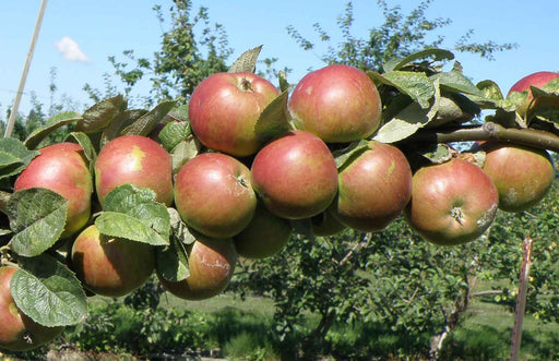 Granniwinkle Cider Apple - Raintree Nursery
