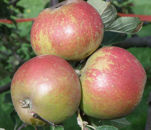 Karmijn de Sonnaville Apple - Raintree Nursery