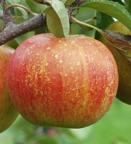 Rubinette Apple - Raintree Nursery