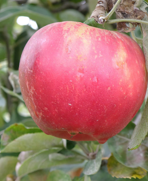 Akane Apple-Fruit Trees-Biringer-