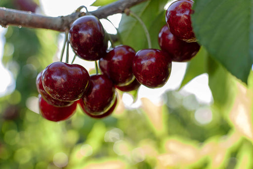 Amarena Di Pescara Cherry-Fruit Trees-North Woods-1 Gallon Pot-