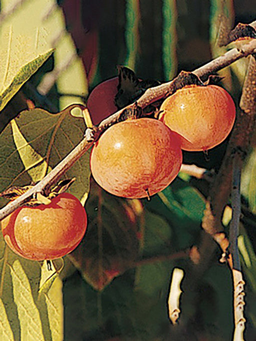 Prairie Dawn ™ American Persimmon - Raintree Nursery