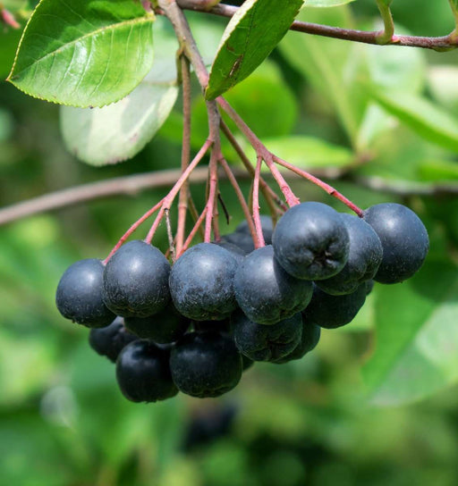 Viking Aronia - Raintree Nursery