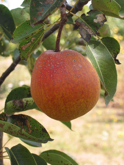 Ooharabeni Asian Pear - Raintree Nursery