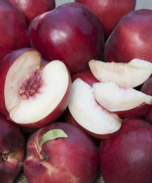 Atomic Red Flowering Nectarine - Raintree Nursery