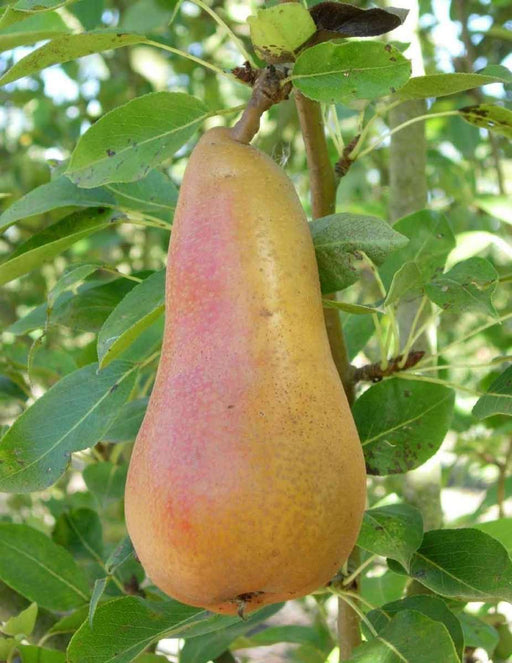 Abbe Fetel European Pear - Raintree Nursery