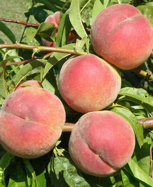 Betty Peach - Raintree Nursery
