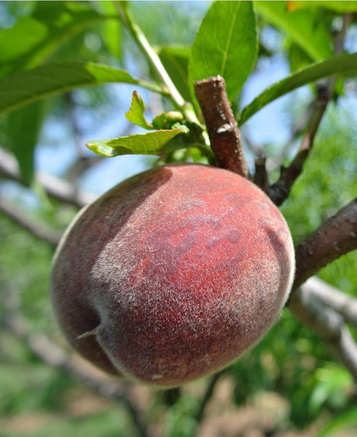 Black Boy Peach - Raintree Nursery