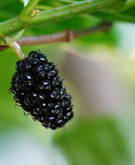 Oscar Mulberry - Raintree Nursery