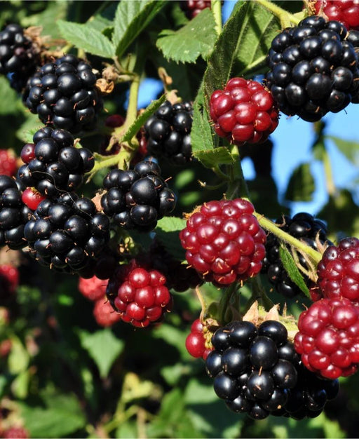Arapaho Thornless Blackberry - Raintree Nursery