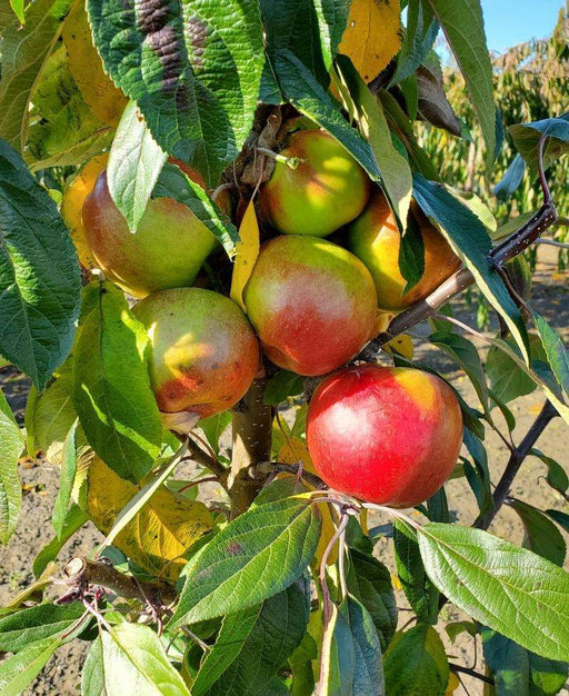 Blushing Delight™ Urban™ Columnar Apple - Raintree Nursery