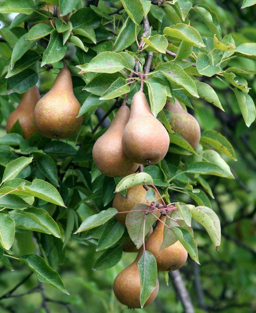 Bosc European Pear - Raintree Nursery