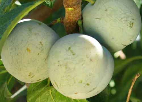 Bavay Gage European Plum - Raintree Nursery