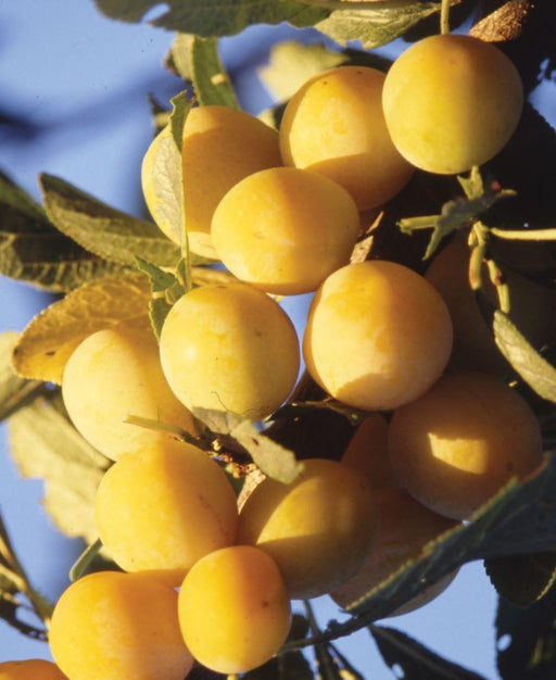Mirabelle de Metz European Plum - Raintree Nursery