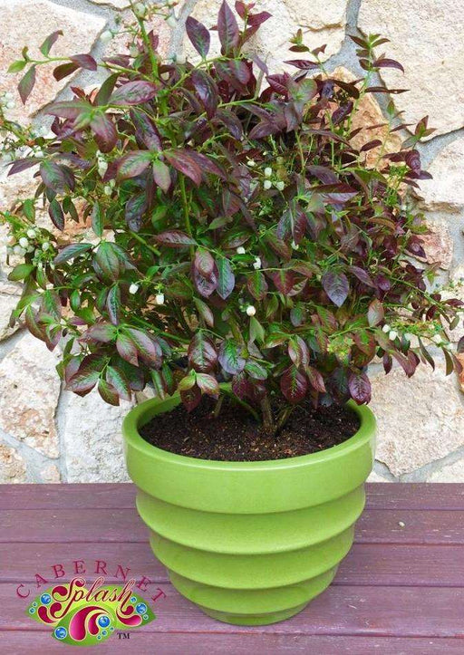 Cabernet Splash ™ Blueberry - Raintree Nursery