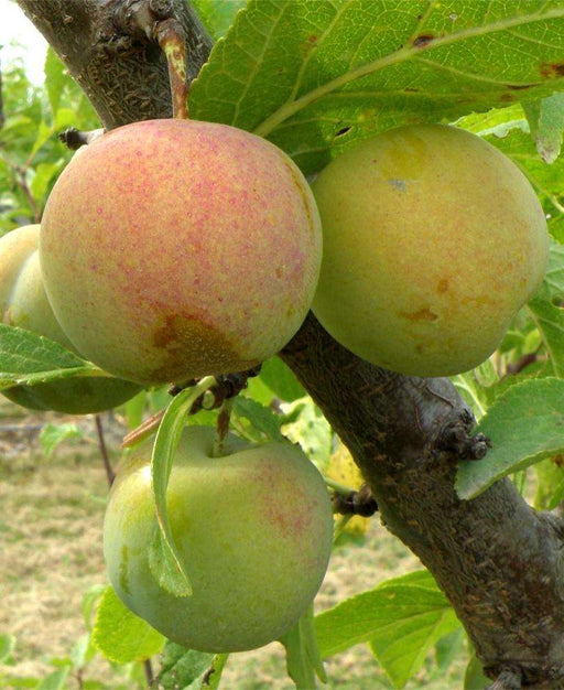 Cambridge Gage European Plum - Raintree Nursery
