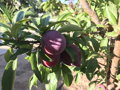 Candy Heart Pluerry-Fruit Trees-Dave Wilson-Semi-Dwarf (4'-5')-