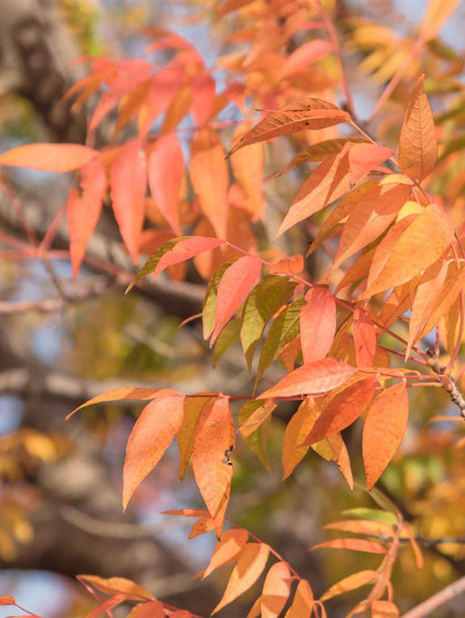 Chinensis Pistache - Raintree Nursery