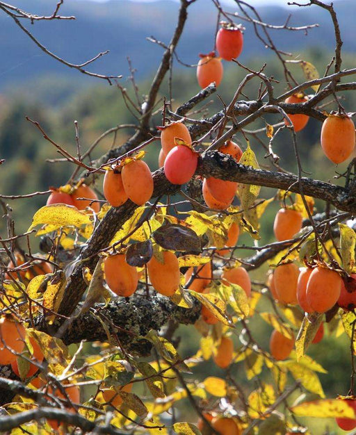 Chocolate Persimmon - Raintree Nursery