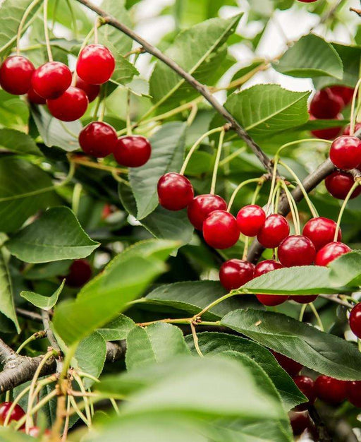 Combination Dwarf Cherry Tree (4 varieties) - Raintree Nursery