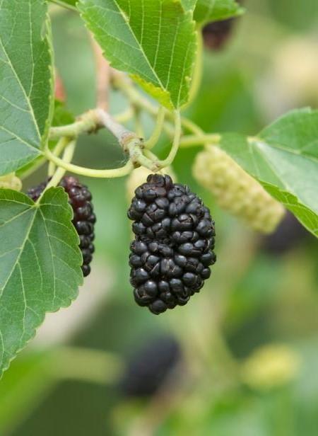 Contorted Mulberry - Raintree Nursery