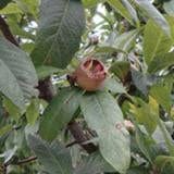 Marron™ Medlar - Raintree Nursery