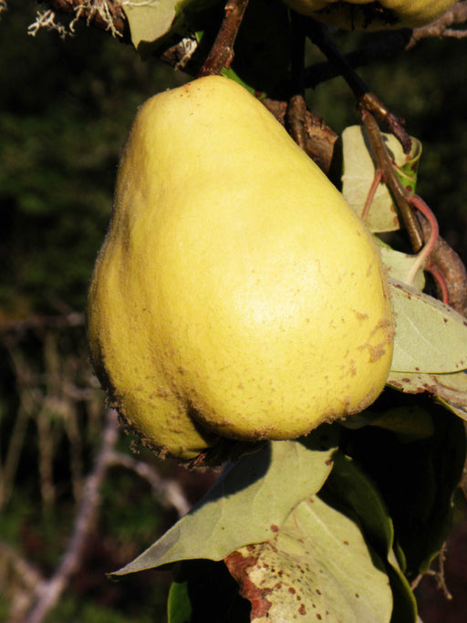 Havran Turkish Quince - Raintree Nursery