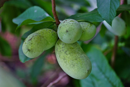 Potomac® Paw Paw - Raintree Nursery