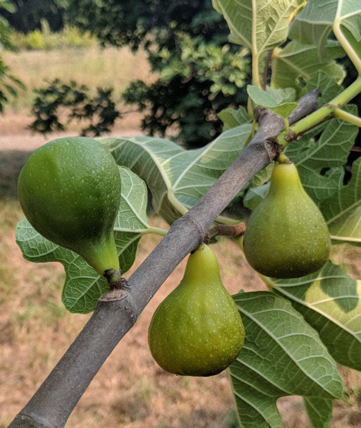 Desert King Fig - Raintree Nursery