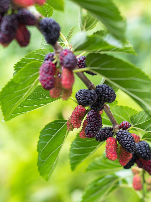 Early Bird Mulberry - Raintree Nursery