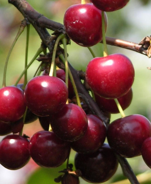 English Morello Cherry - Raintree Nursery