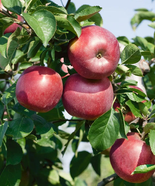 Enterprise Apple-Fruit Trees-Biringer-