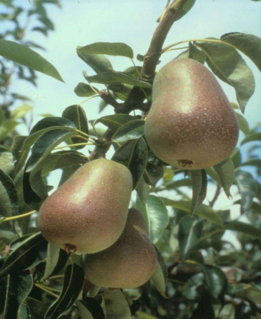 Harrow Delight European Pear - Raintree Nursery