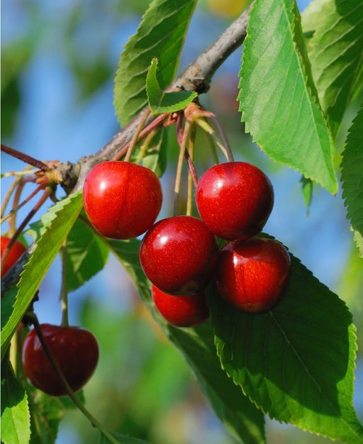 Evans Cherry - Raintree Nursery