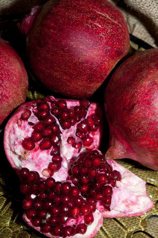 Eve Pomegranate-Fruit Trees-Dave Wilson-10" Sleeve-