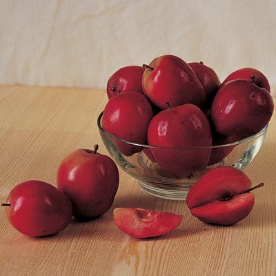 Firecracker™ Apple-Fruit Trees-North Woods-1 Gallon Pot-