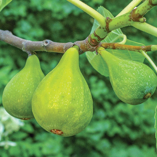 Lattarula Fig-Fruit Trees-Raintree Prop-1 Gallon Pot-