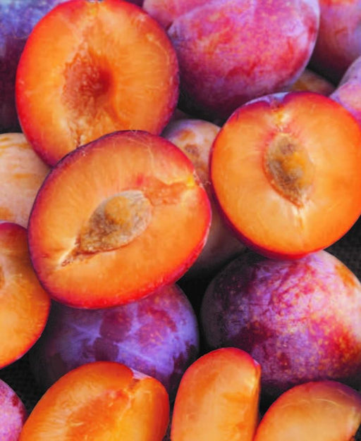 Flavor Punch Pluerry™ - Raintree Nursery