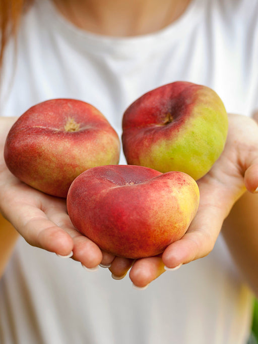 Galaxy Peach - Raintree Nursery