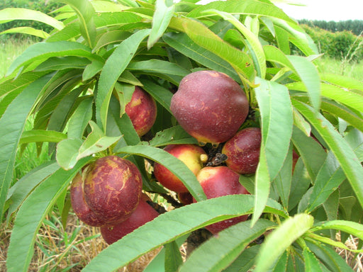 Garden Delight Nectarine-Miniature-Fruit Trees-Dave Wilson-Mini-Dwarf (2'-3')-