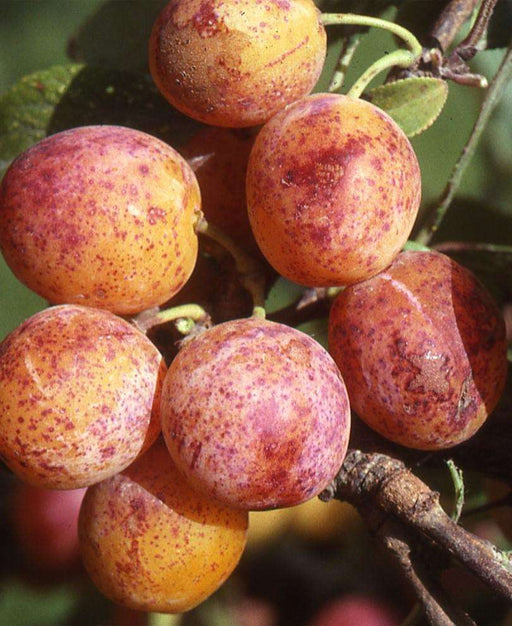 Geneva Mirabelle™ European Plum - Raintree Nursery