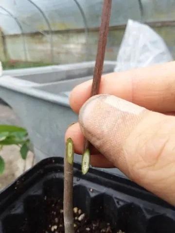 Custom Graft - Raintree Nursery