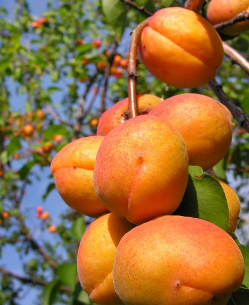 Harglow Apricot - Raintree Nursery