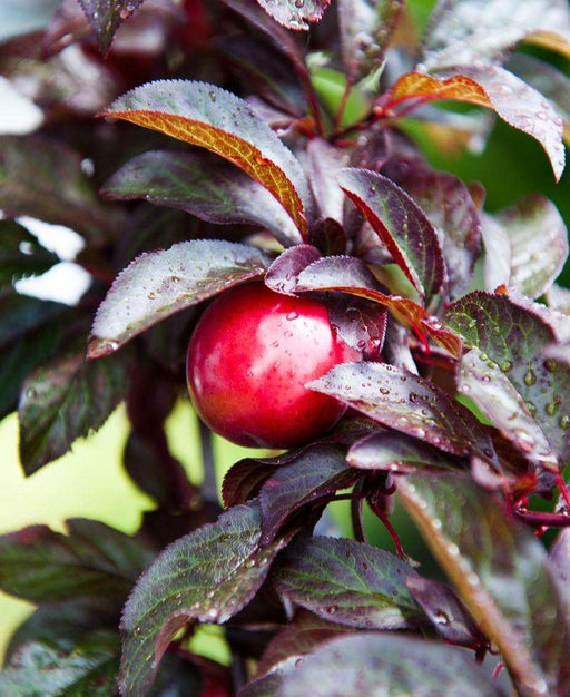 Hollywood Asian Plum - Raintree Nursery