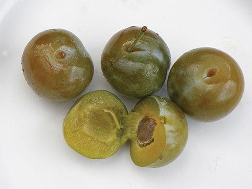 Reine Claude Doree European Plum - Raintree Nursery