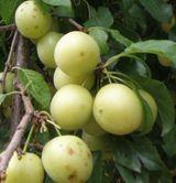 Yellow Roadside Plum - Raintree Nursery