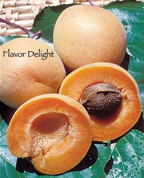 Flavor Delight Aprium - Raintree Nursery